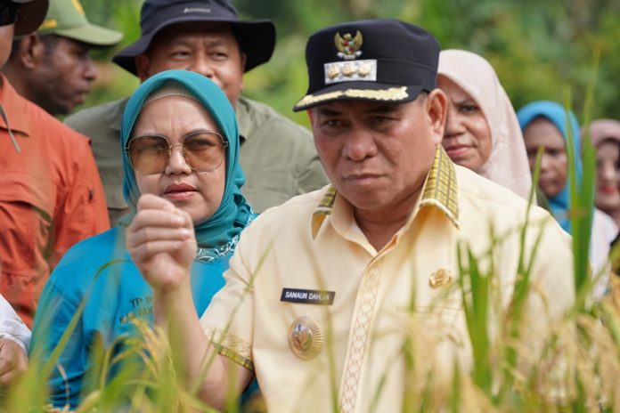 Bupati Fakfak. Samaun Dahlan gelar Panen Padi di Kampung Kinam. Distrik Kokas. Kabupaten Fakfak - Papua Barat beberapa saat lalu, foto ; rustam rettob/mataradarindonesia.com